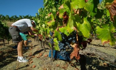La verema 2017 ha registrat caigudes d'entre un 20 i un 40% en la recollida del raïm, però els productors asseguren que els vins que en sortiran seran excel·lents.