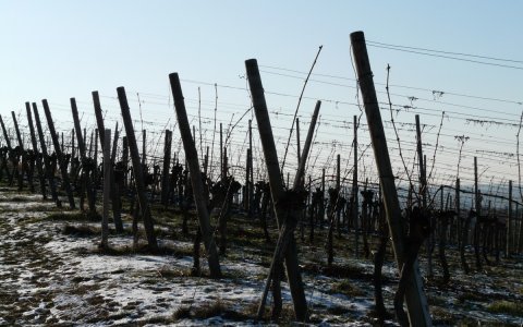 Una imatge de les gelades. FOTO: CEDIDA.